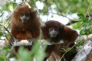 Un lucachi cenizo (Plecturocebus modestus), uno de los únicos primates exclusivos de Bolivia