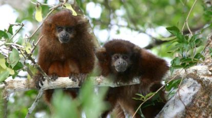 Un lucachi cenizo (Plecturocebus modestus), uno de los únicos primates exclusivos de Bolivia