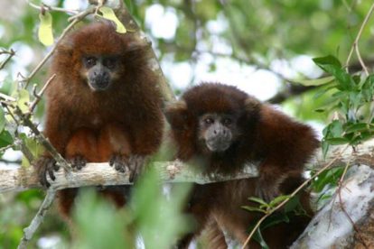 Un lucachi cenizo (Plecturocebus modestus), uno de los únicos primates exclusivos de Bolivia