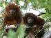 Un lucachi cenizo (Plecturocebus modestus), uno de los únicos primates exclusivos de Bolivia