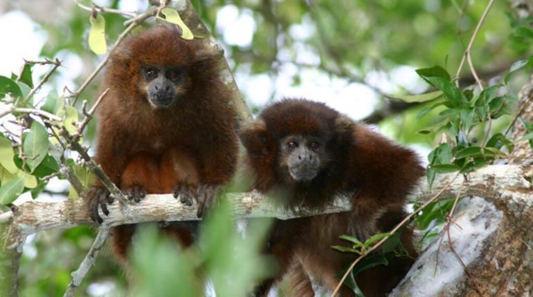 Un lucachi cenizo (Plecturocebus modestus), uno de los únicos primates exclusivos de Bolivia