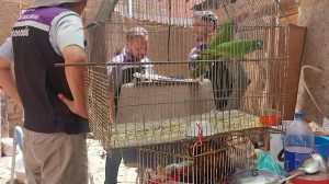 Personal de Zoonosis inspecciona a los loros hallados dentro del inmueble