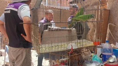 Personal de Zoonosis inspecciona a los loros hallados dentro del inmueble