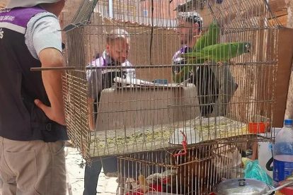 Personal de Zoonosis inspecciona a los loros hallados dentro del inmueble