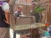 Personal de Zoonosis inspecciona a los loros hallados dentro del inmueble