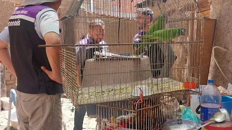 Personal de Zoonosis inspecciona a los loros hallados dentro del inmueble