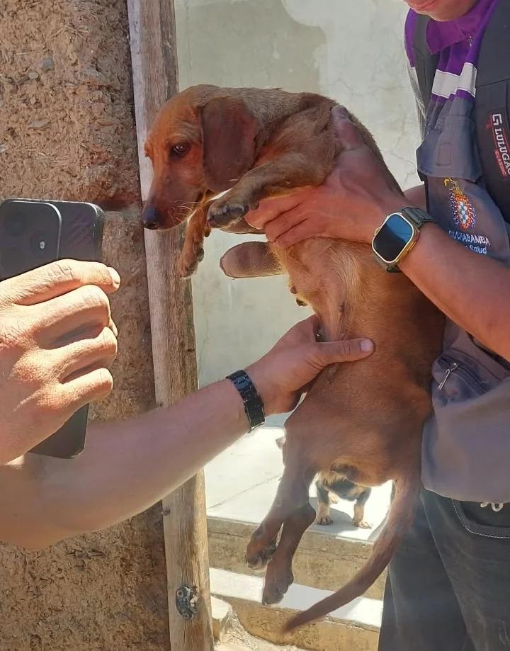 Un funcionario evalúa el estado de salud de uno de los perros salchicha rescatados