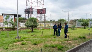 Inspección ambiental y de reforestación