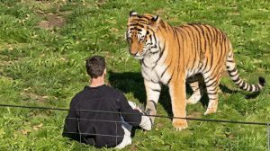un tigre junto a un hombre