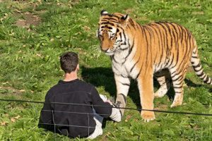 un tigre junto a un hombre