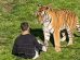 un tigre junto a un hombre