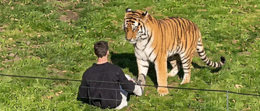 un tigre junto a un hombre