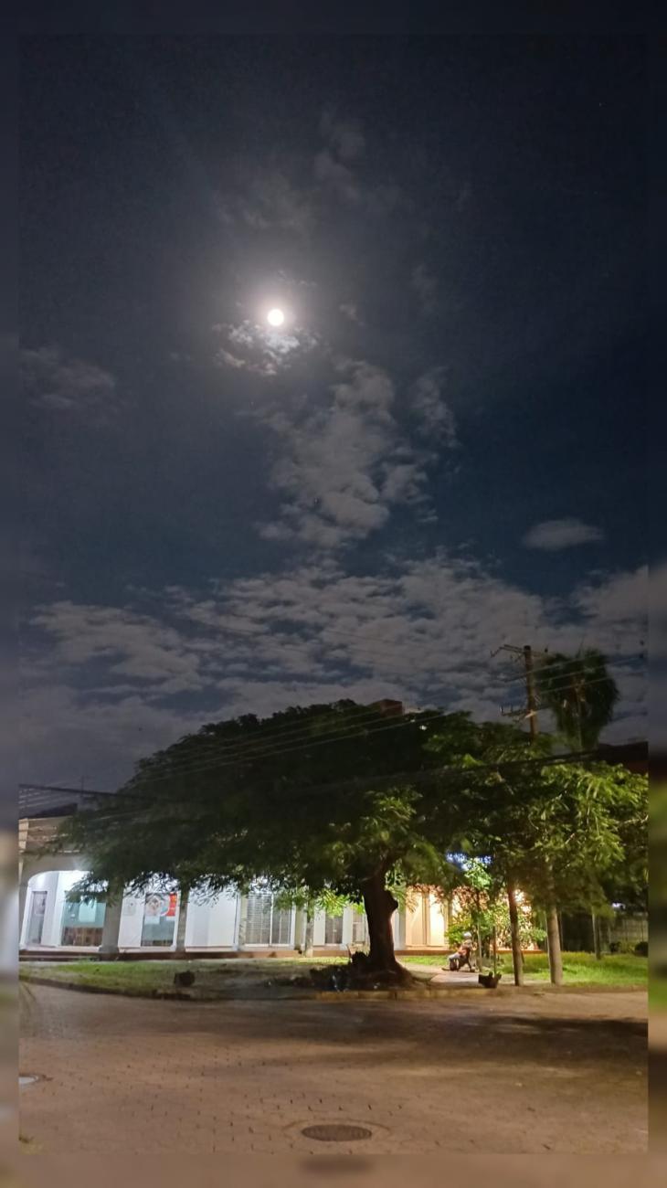 árbol