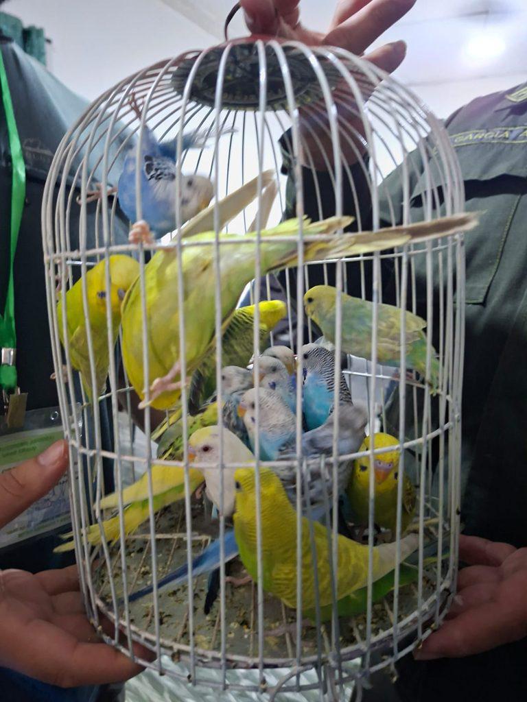 Los 14 periquitos rescatados dentro de jaulas