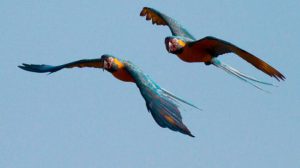 Aves