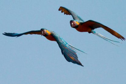 Aves