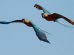 Aves