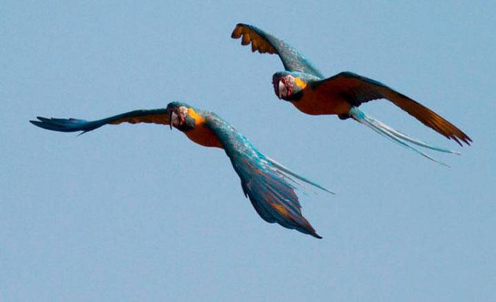 Aves