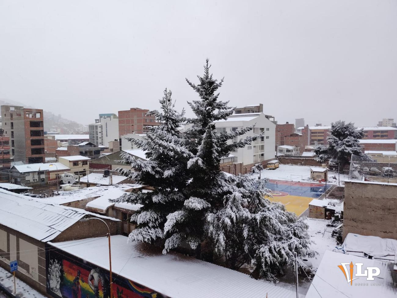 arbol luce blanco tras la nevada en Oruro