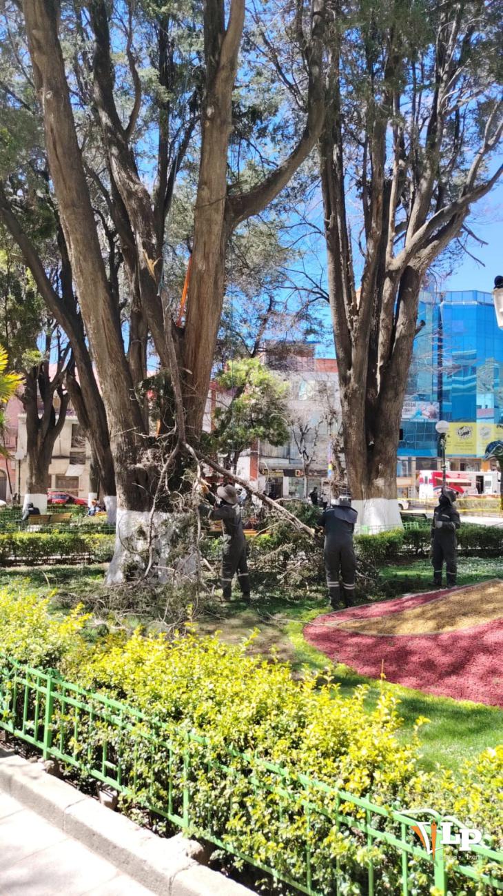 Cuidados y poda en árbol de Oruro
