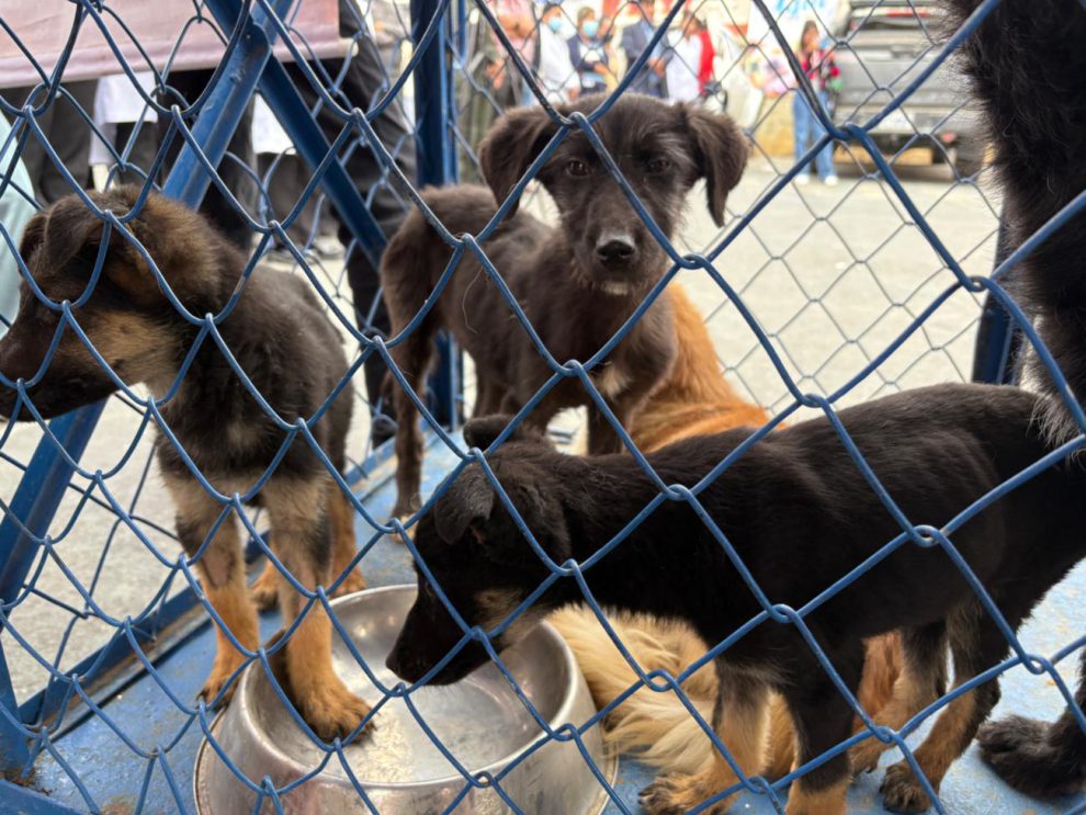 Perros