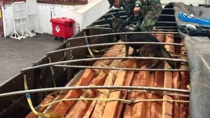 Agentes de la FELCN y canes detectores inspeccionan la madera
