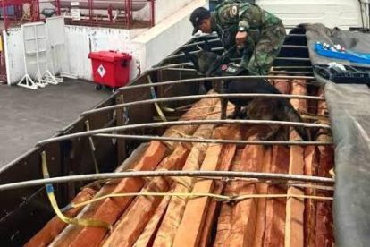 Agentes de la FELCN y canes detectores inspeccionan la madera
