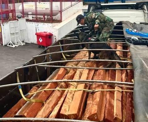 Agentes de la FELCN y canes detectores inspeccionan la madera