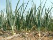 cebolla cultivo