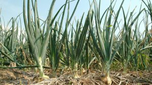 cebolla cultivo