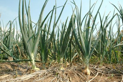 cebolla cultivo