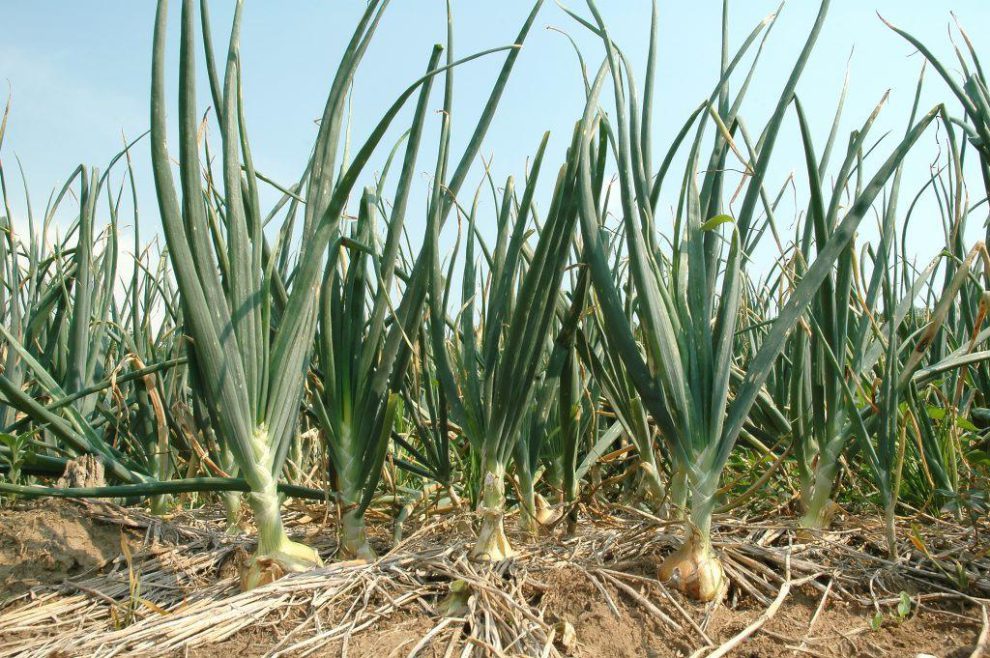 cebolla cultivo