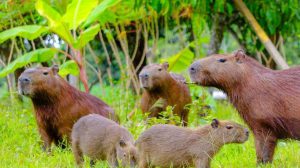 capibaras