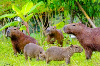 capibaras