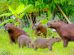 capibaras