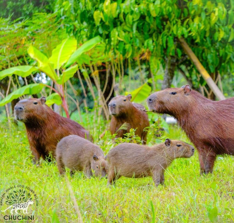 capibaras
