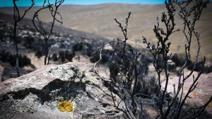 visita de asambleístas al lugar del incendio en Corque