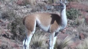 El guanaco (Lama guanicoe)