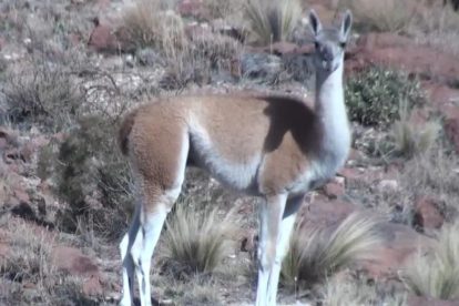 El guanaco (Lama guanicoe)