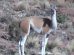 El guanaco (Lama guanicoe)