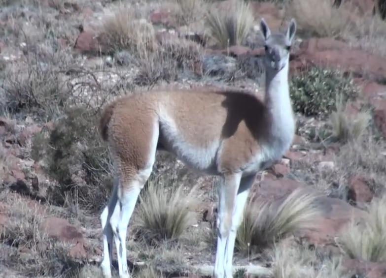 El guanaco (Lama guanicoe)