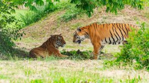 tigres