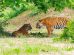 tigres