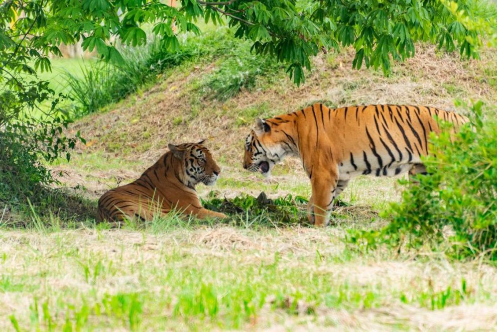tigres