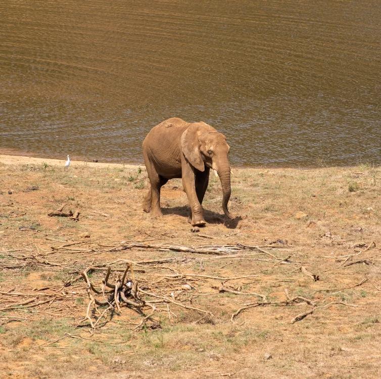 elefante