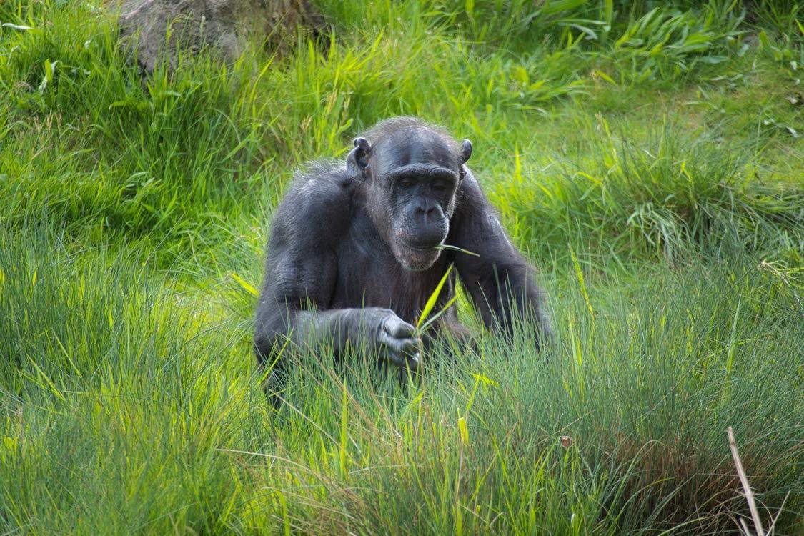 chimpance