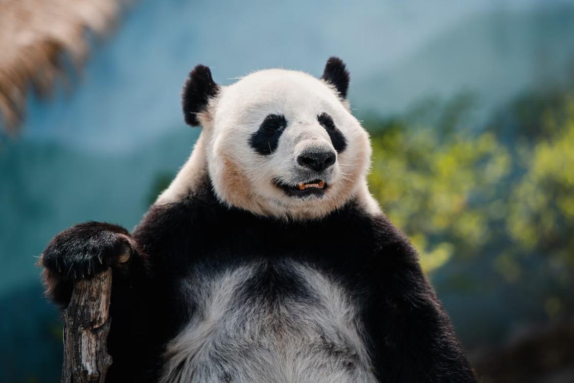 osos pandas