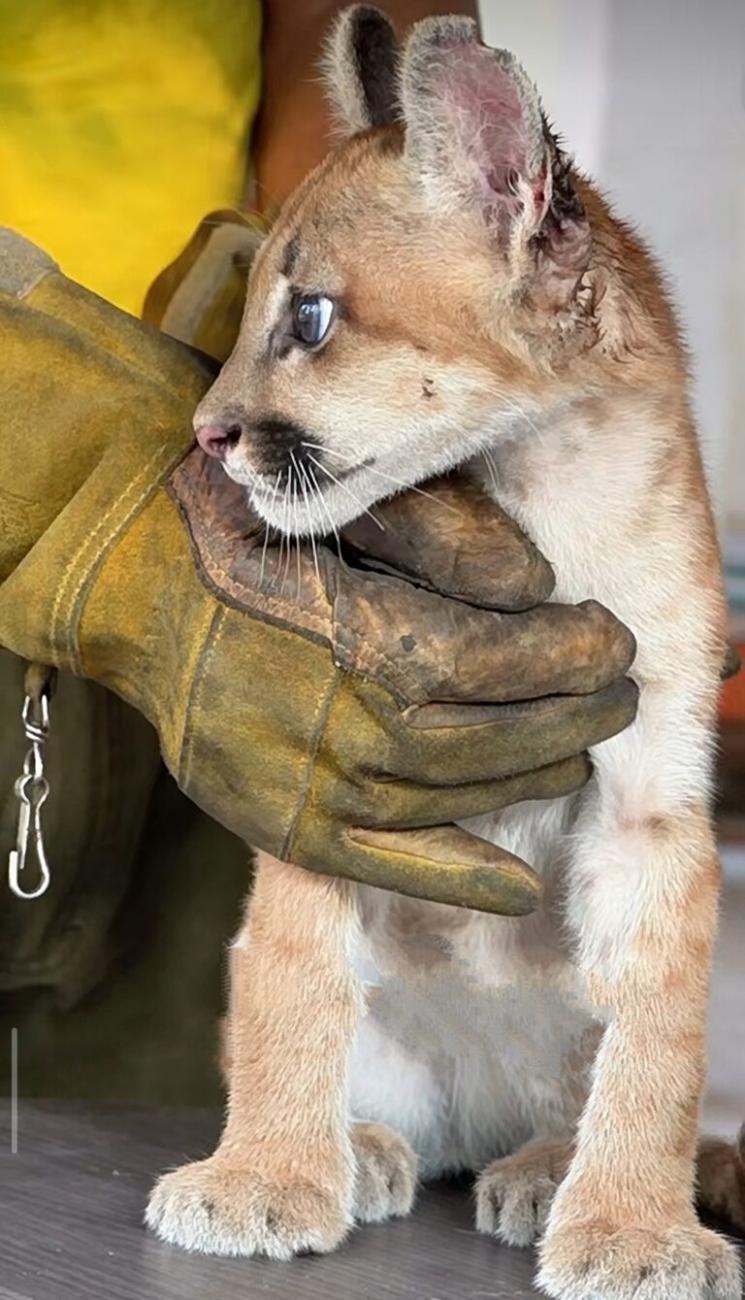 cria de puma