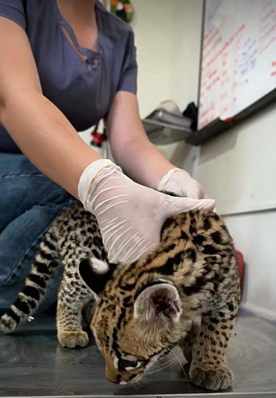 Aurelio, el ocelote