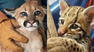 Mufasa y Aurelio